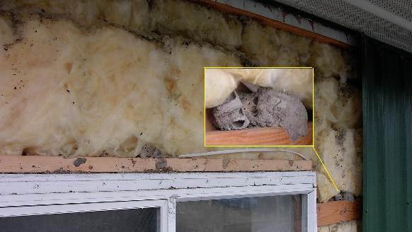 If a wasp can FLY into the insulation, you KNOW the air flows right through it - thus making the "insulation" worthless
